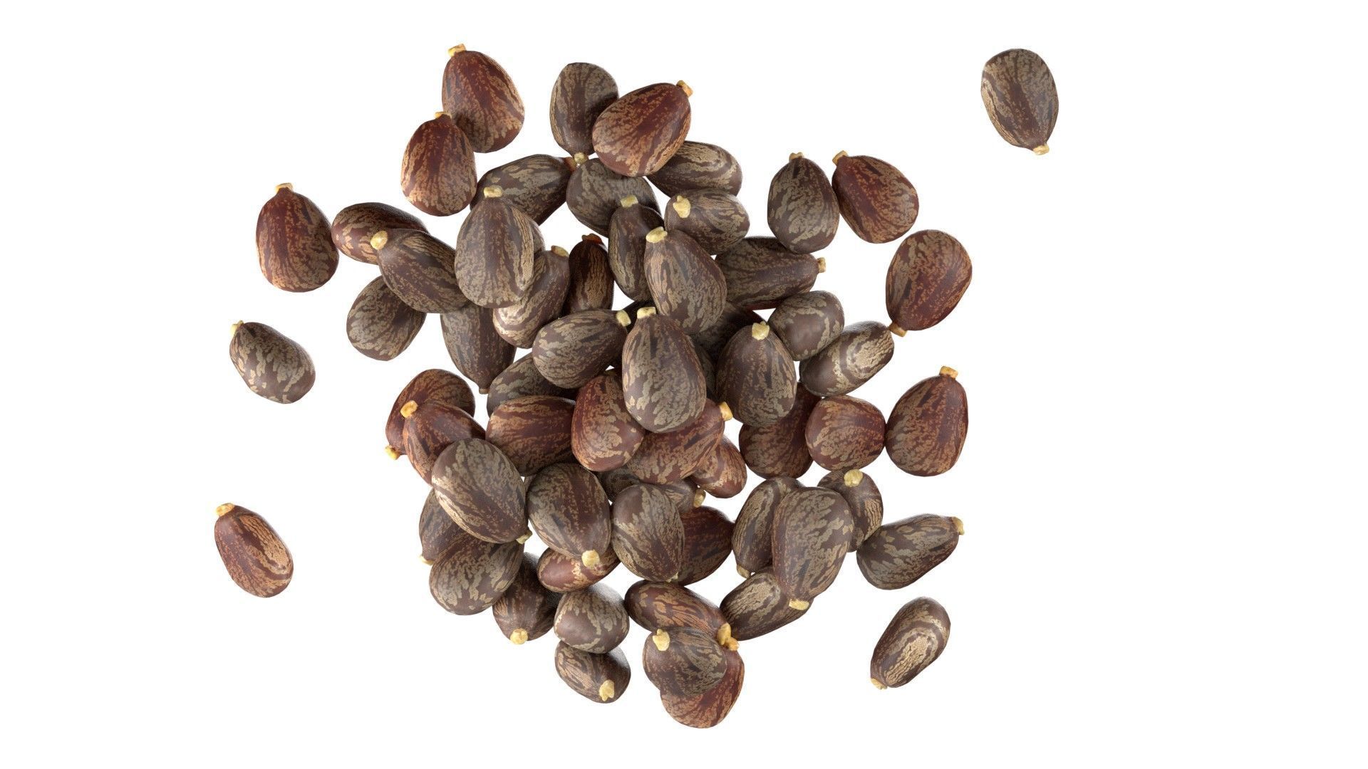 Caster seed pile   Low-poly 3D model_3