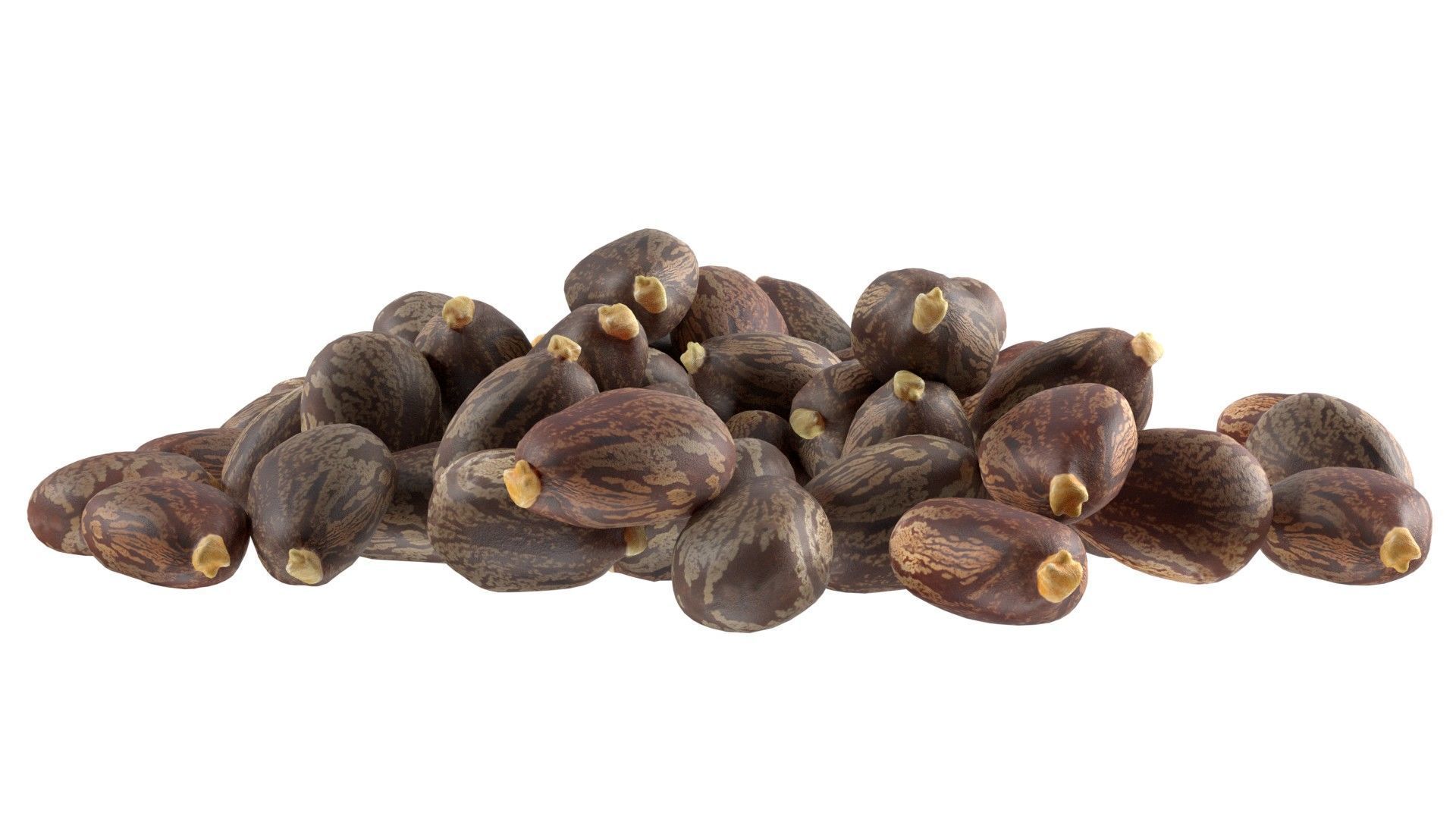 Caster seed pile   Low-poly 3D model_5