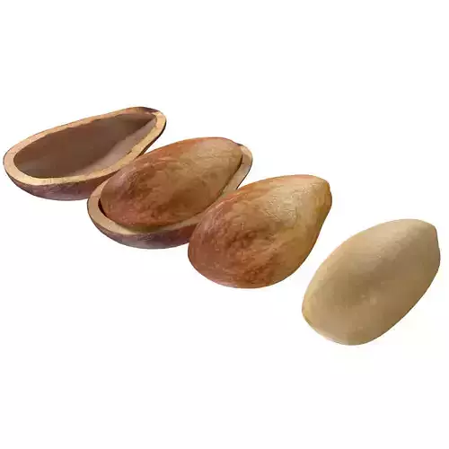 Cedar Nut