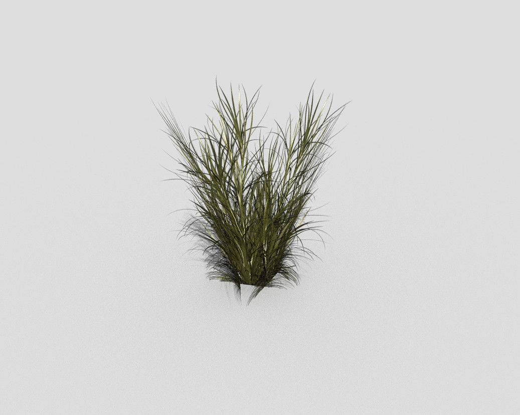tall grass Low-poly 3D model_5