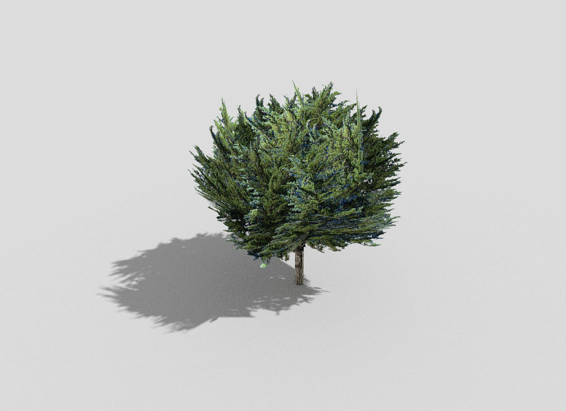 Tree cypress Low-poly 3D model_4