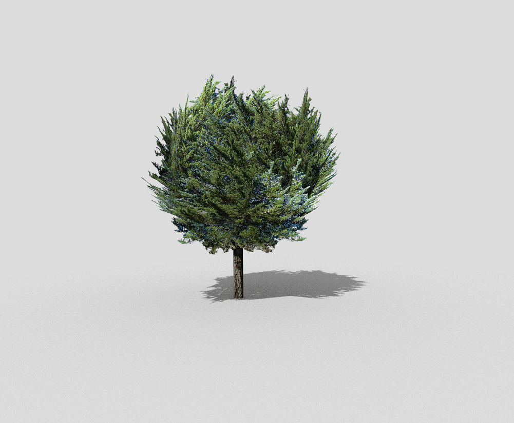 Tree cypress Low-poly 3D model_1