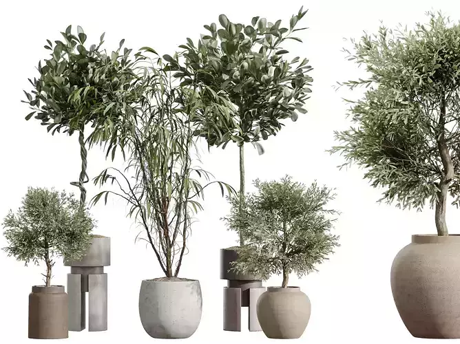 AV Indoor Plants Set 269 Ficus Microcarpa Olive Ficus Marginata 3D model