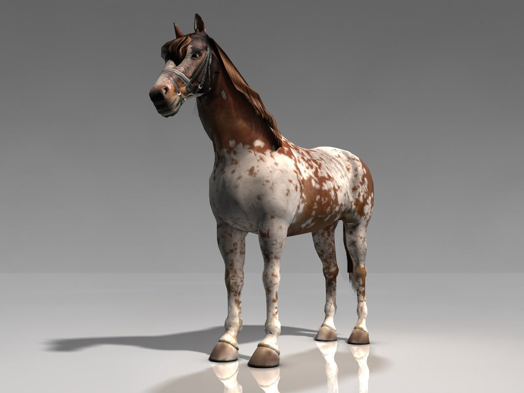 Pinto Horse Low-poly 3D model_2