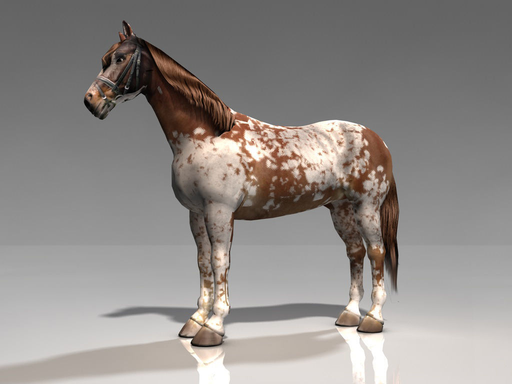Pinto Horse Low-poly 3D model_1