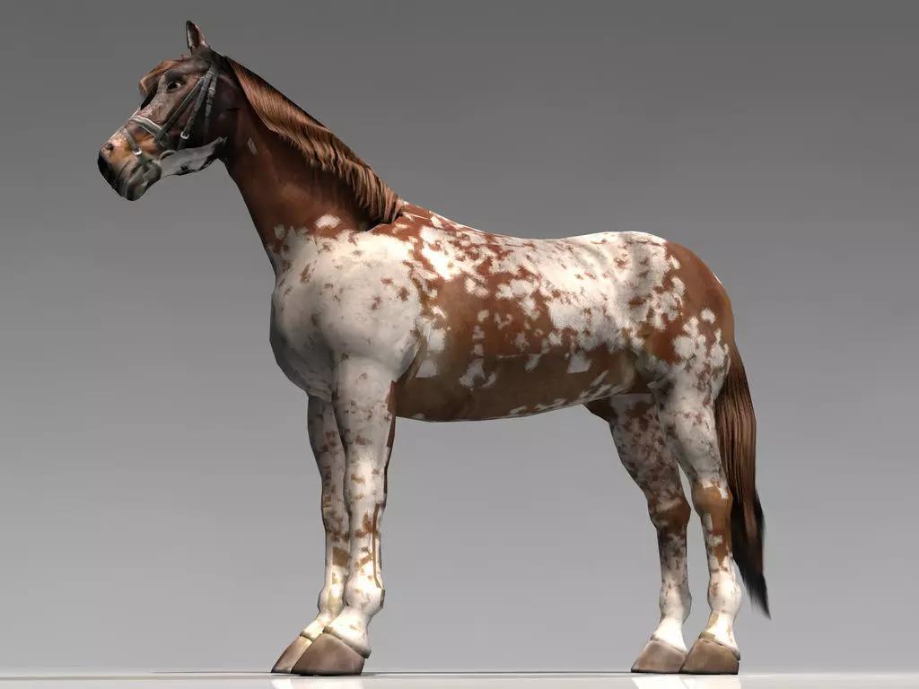 Pinto Horse Low-poly 3D model_0