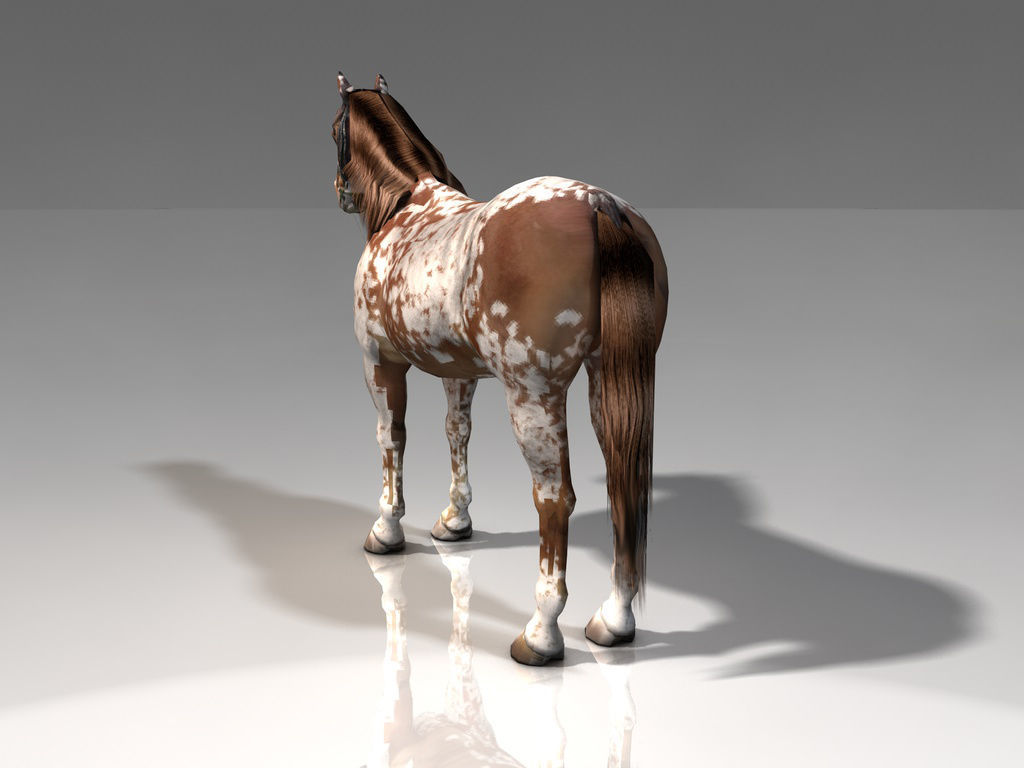 Pinto Horse Low-poly 3D model_3
