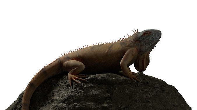 Rigged Iguana with 4k textures 3D model