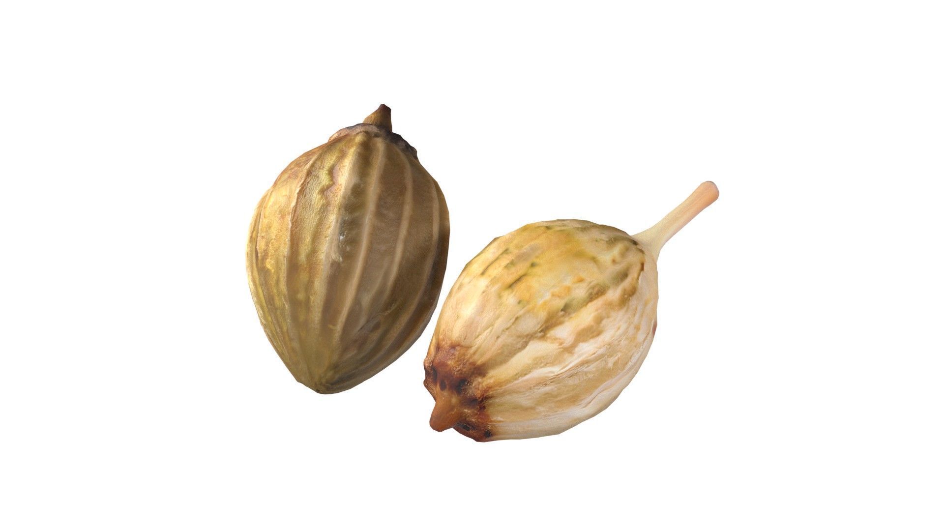 Coriander seeds  Low-poly 3D model_2