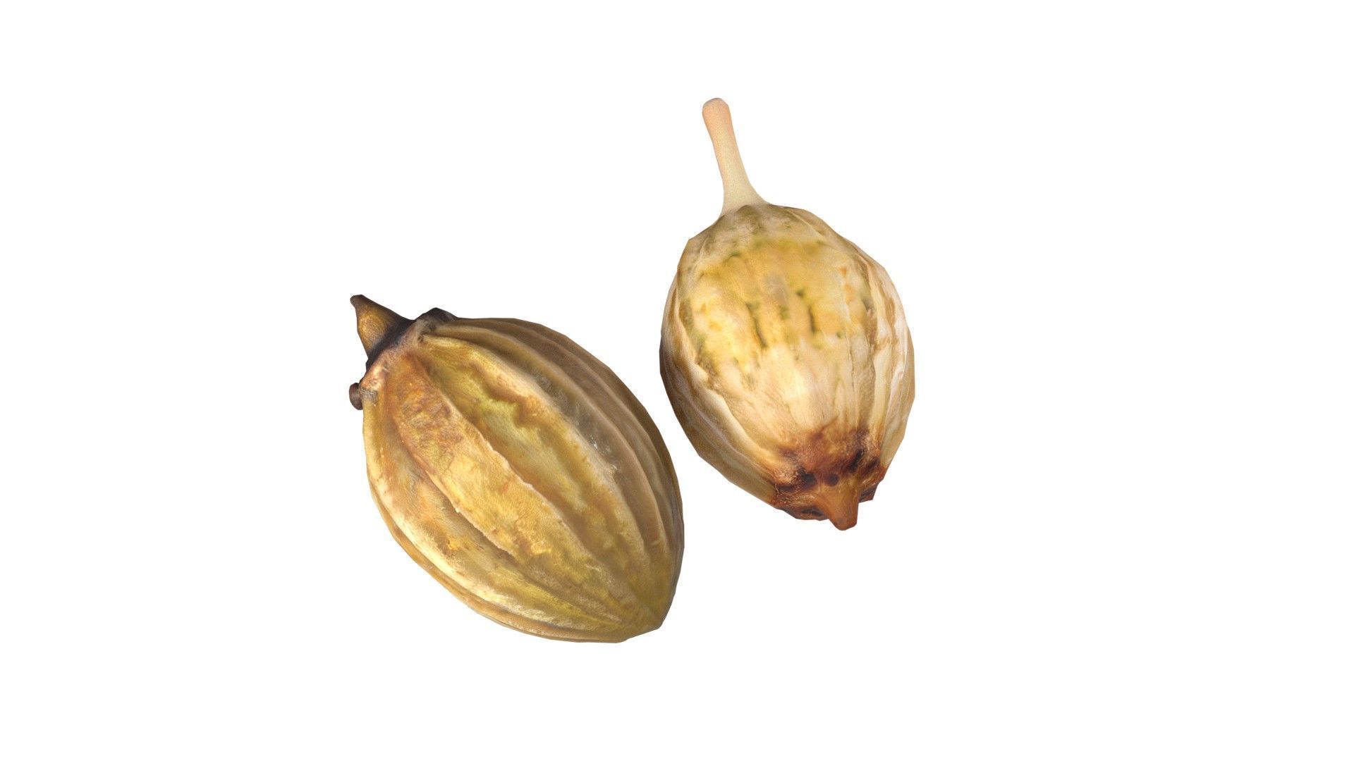 Coriander seeds  Low-poly 3D model_1