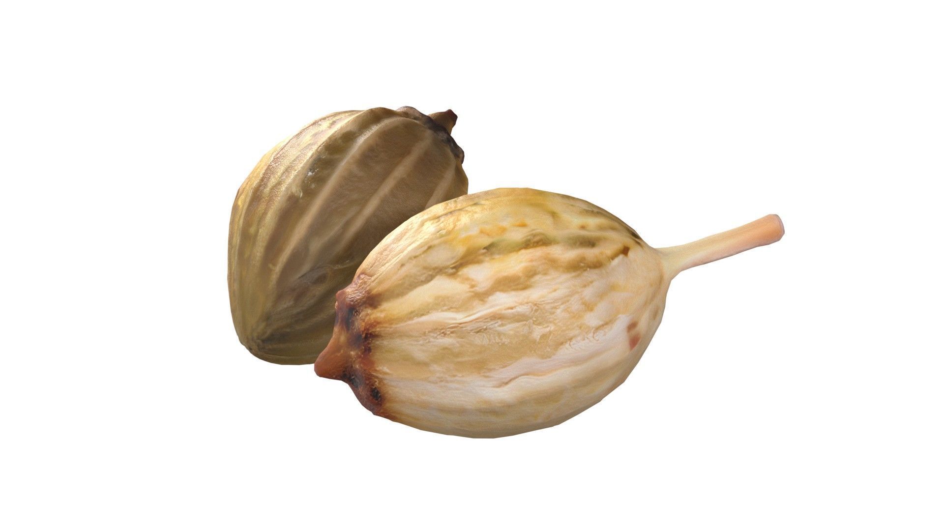 Coriander seeds  Low-poly 3D model_3