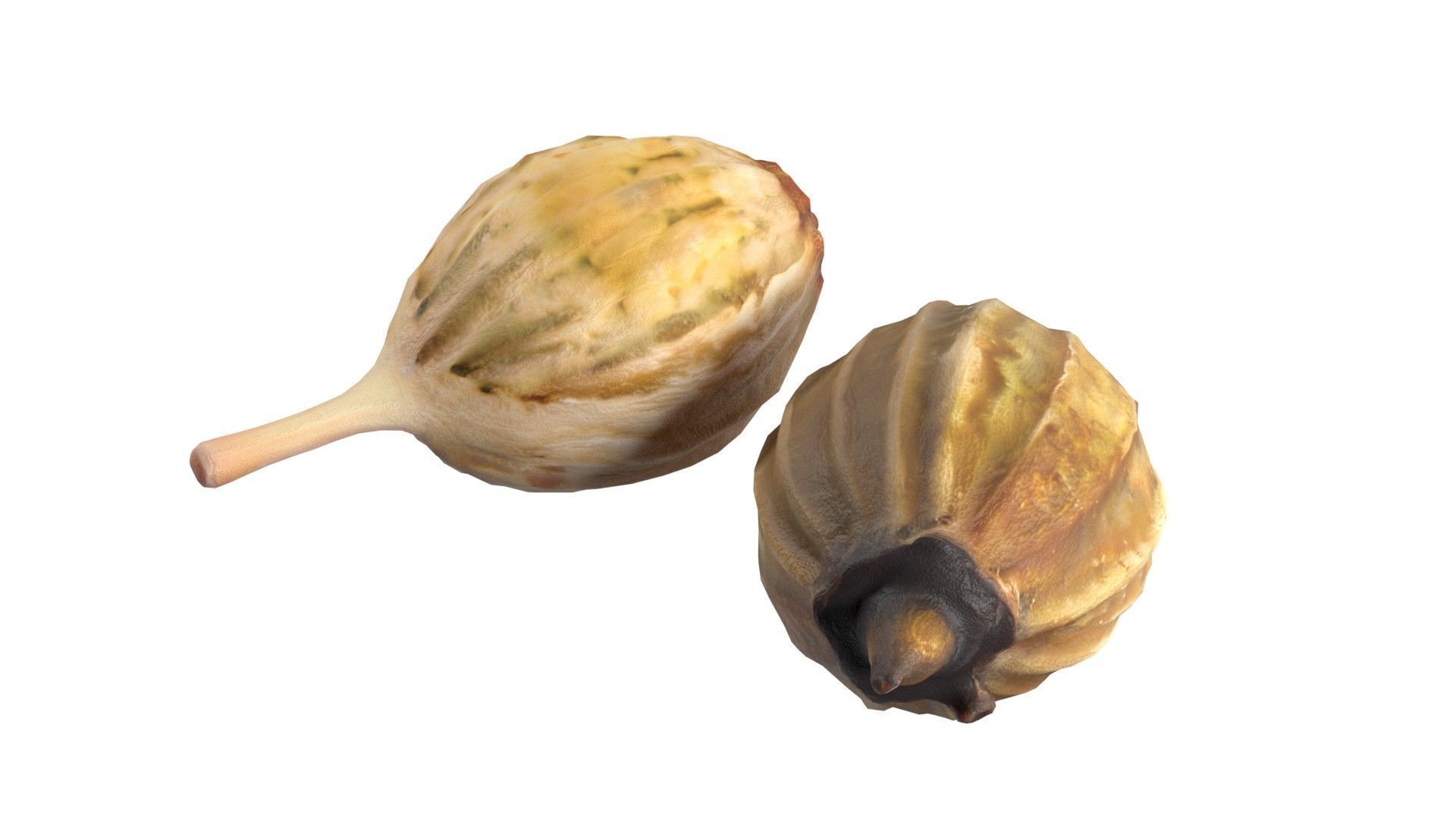 Coriander seeds  Low-poly 3D model_4