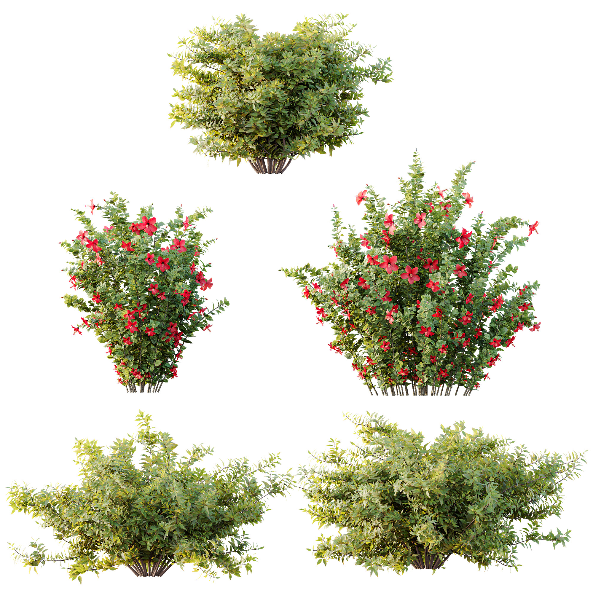 AV 14 Different sets of spring and summer shrubs 3D Model Collection_12