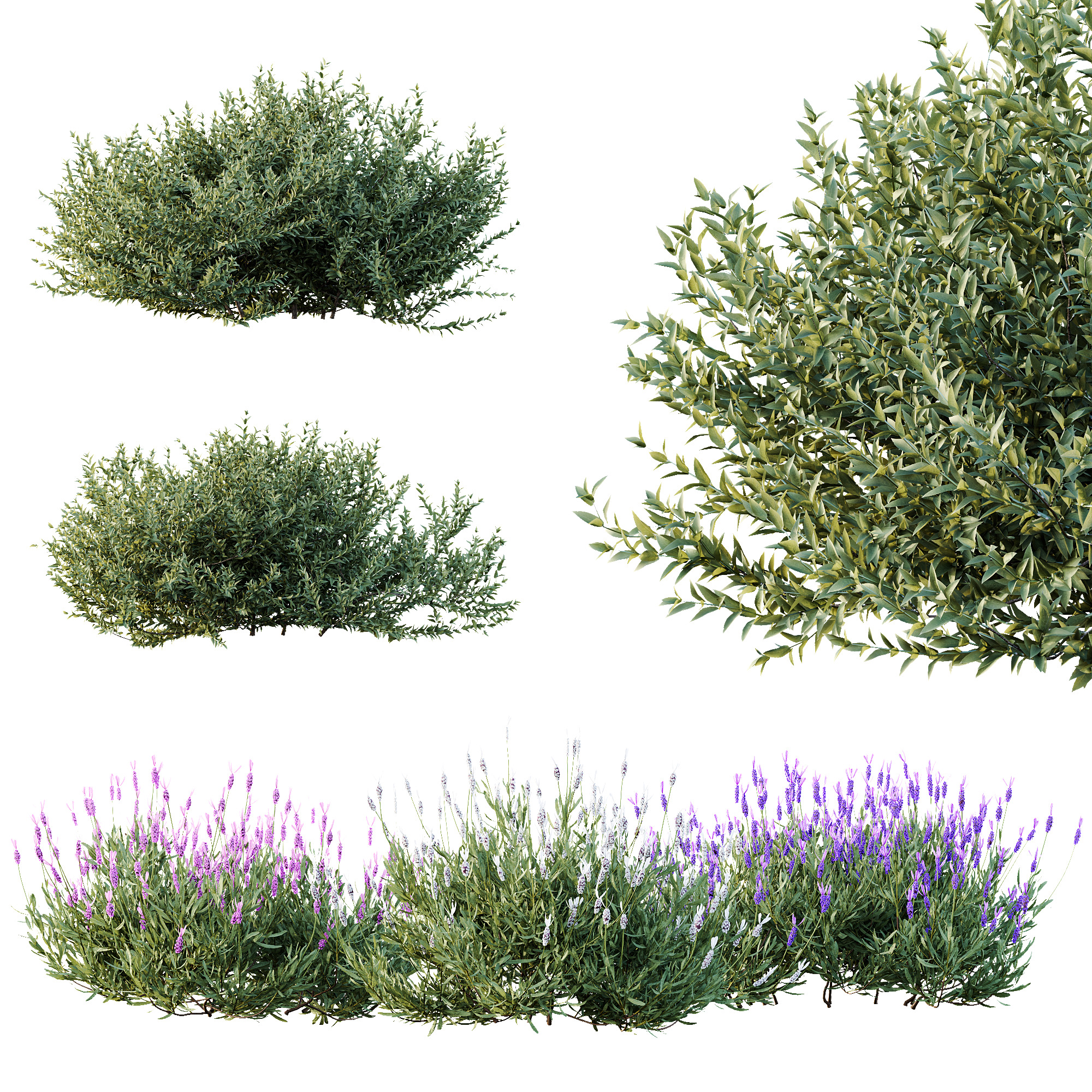 AV 14 Different sets of spring and summer shrubs 3D Model Collection_4