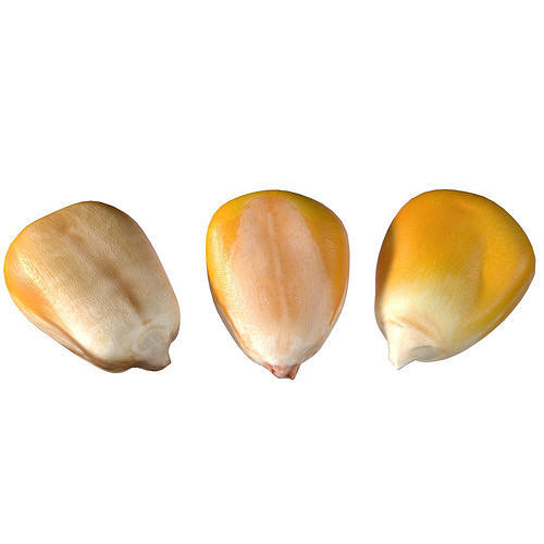 Coorn seeds   Low-poly 3D model