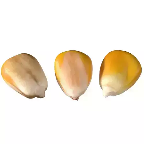 Coorn seeds  