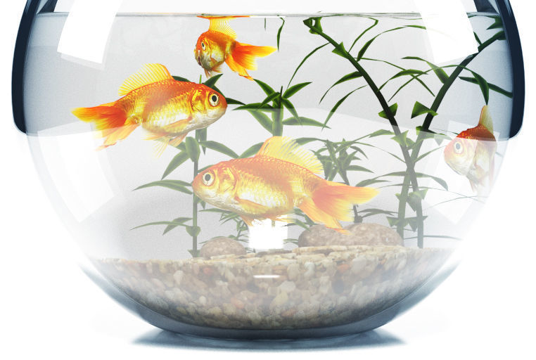 Aquarium  bowl 3D model_3