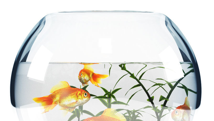 Aquarium  bowl 3D model_4