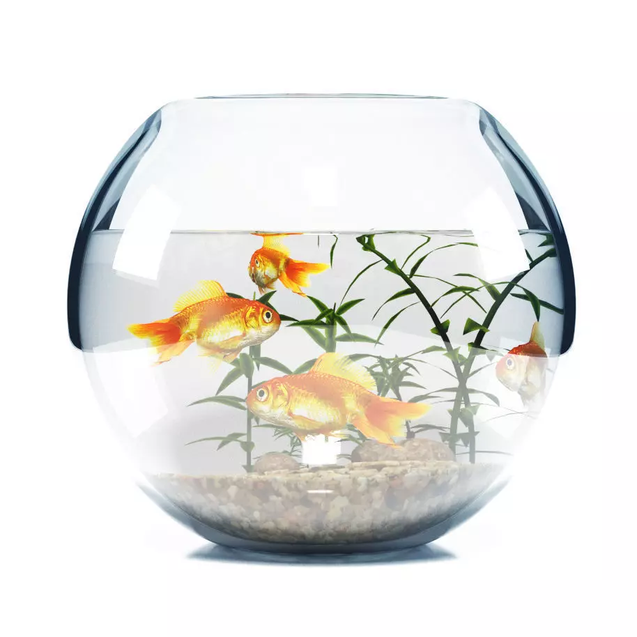 Aquarium  bowl 3D model_0