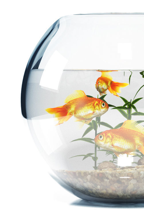 Aquarium  bowl 3D model_1