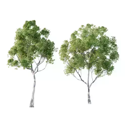 Sydney Blue Gum Tree 08 3D model Sydney Blue Gum Tree 08 3D model