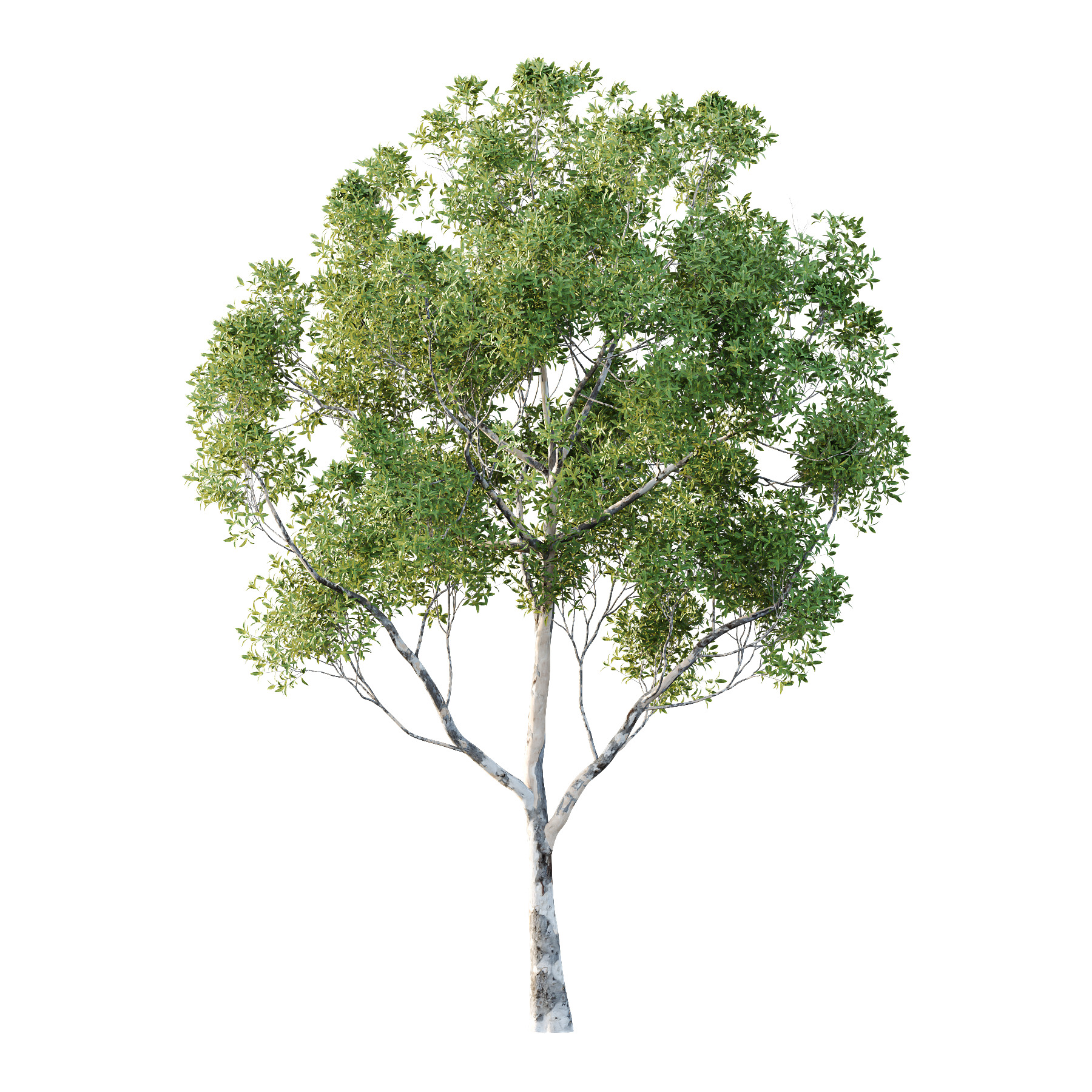 Sydney Blue Gum Tree 08 3D model_1