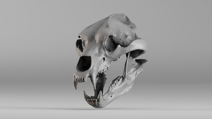 001645 Brown Bear Skull Ultra Realistic 3D Scan 3D print model