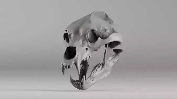 001645 Brown Bear Skull Ultra Realistic 3D Scan