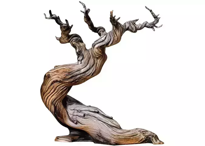 Decorative Old Twisted Weathered Tree with Gnarled Branches