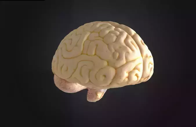Realistic Human Brain 3D Model - Fiberglass Material 