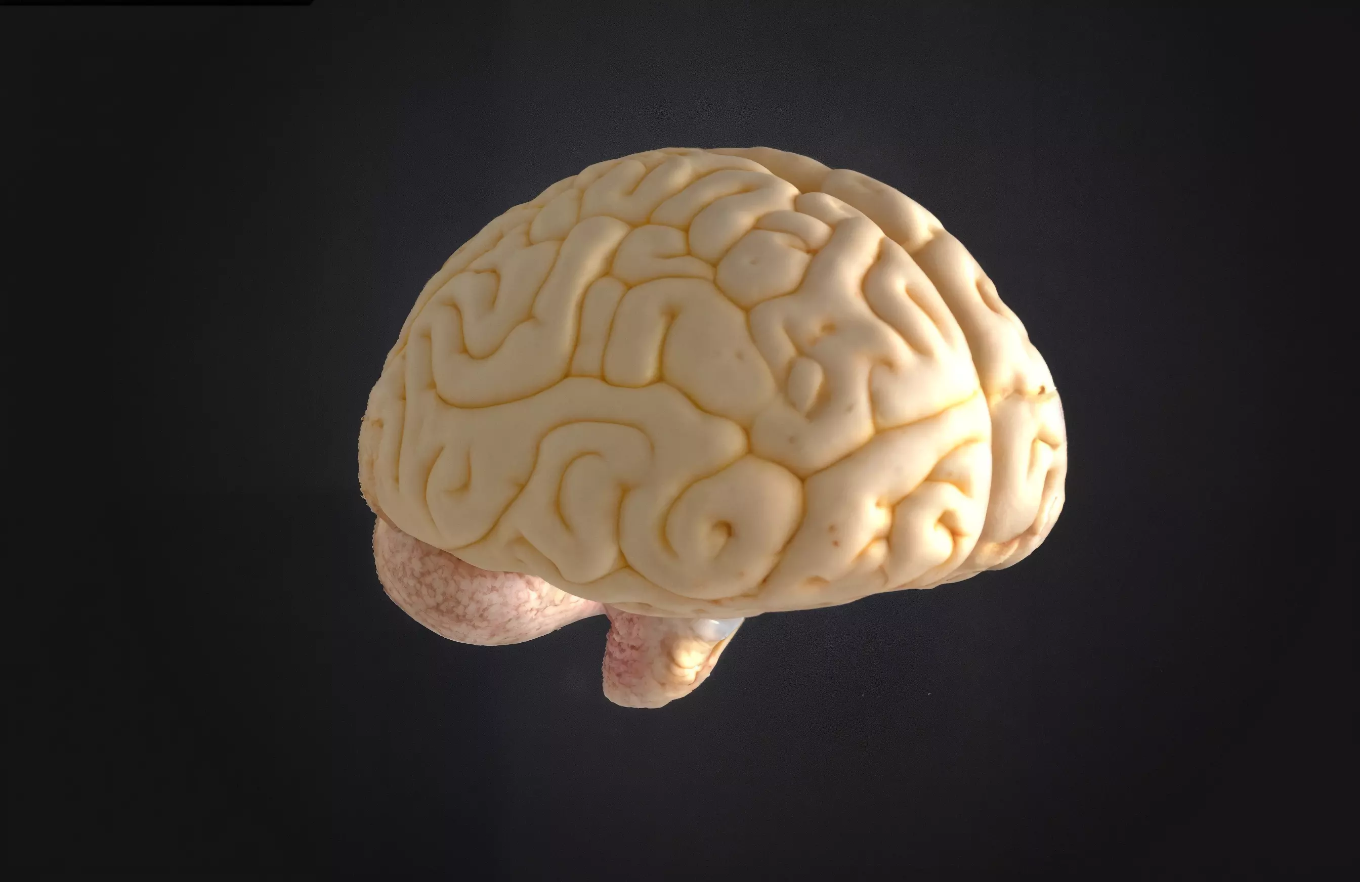 Realistic Human Brain 3D Model - Fiberglass Material  3D model_0