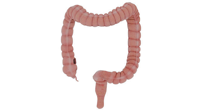 colon 3D model