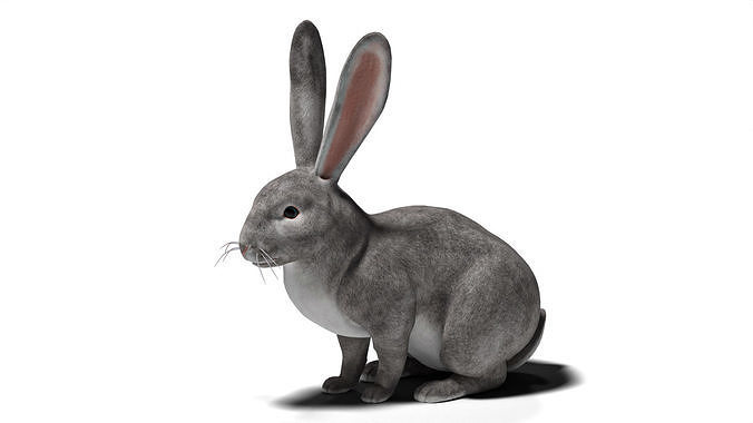 Rigged Gray Rabbit with 2k textures and animations 3D model