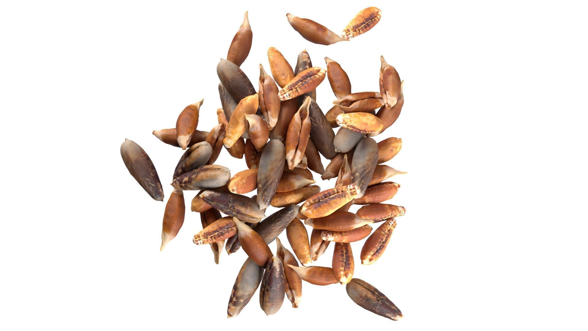 Date seed pile  Low-poly 3D model_3