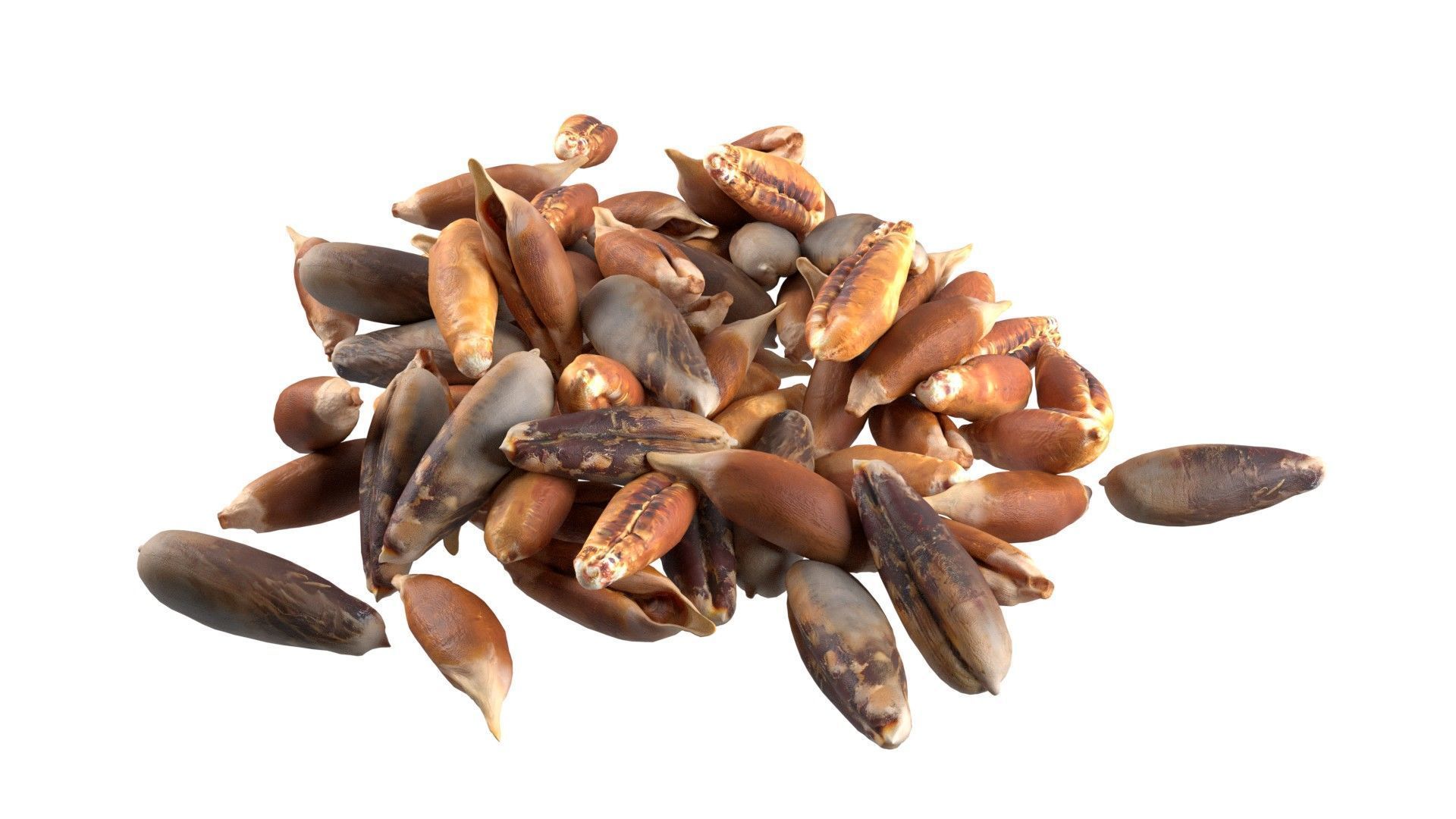 Date seed pile  Low-poly 3D model_2