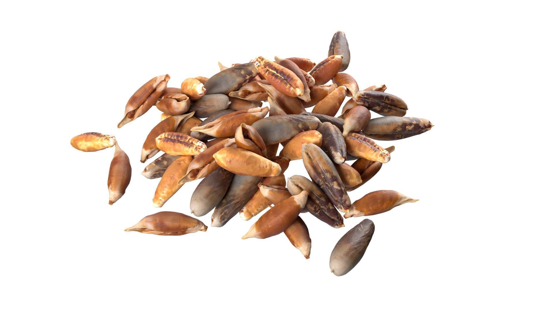Date seed pile  Low-poly 3D model_1