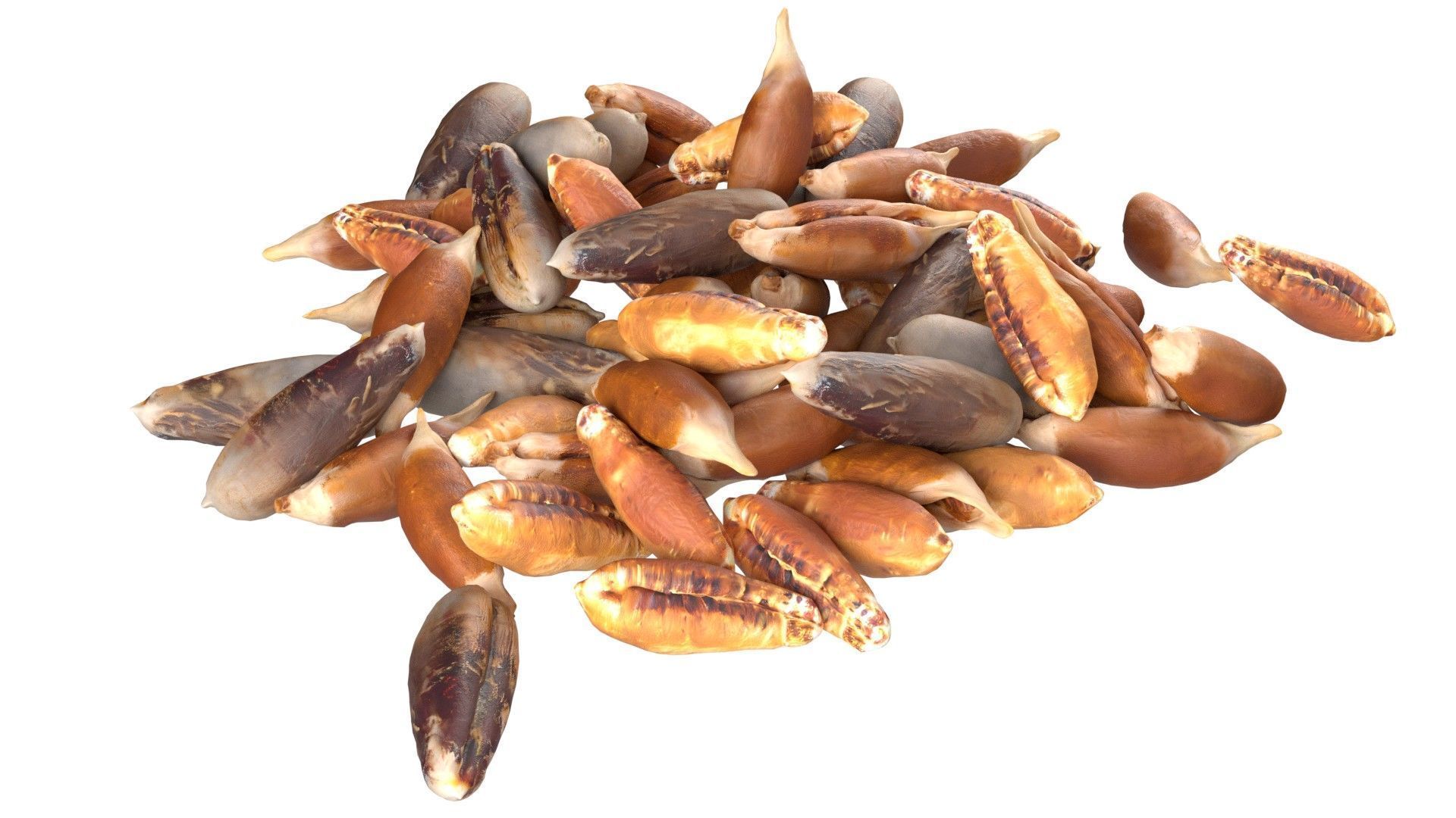 Date seed pile  Low-poly 3D model_5