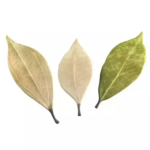 Dried bay leaves