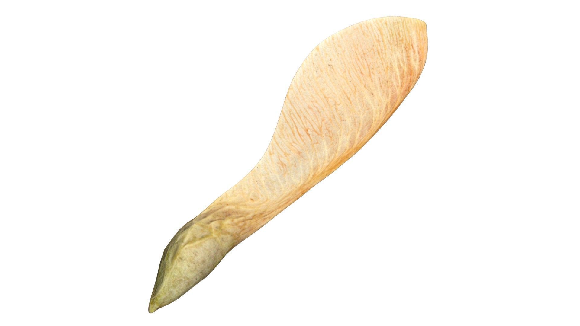 Dry maple seed v2   Low-poly 3D model_1