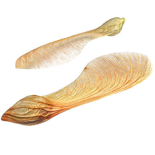 Dry maple seeds   Low-poly 3D model