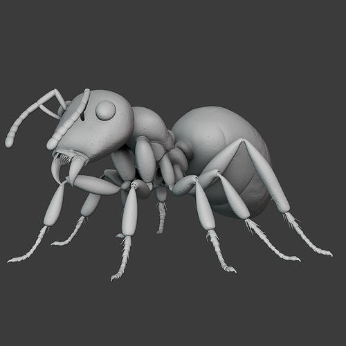 Ant Insect 3D print model