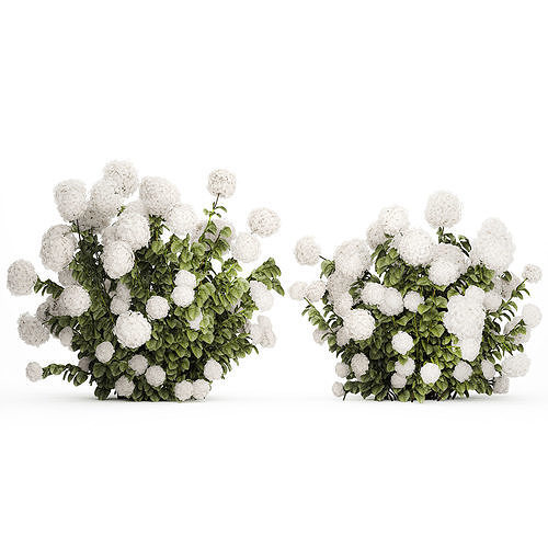 Beautiful Bushes White Hydrangea Flowers Garden 1482 3D model