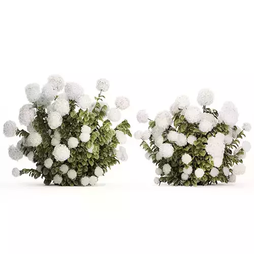 Beautiful Bushes White Hydrangea Flowers Garden 1482