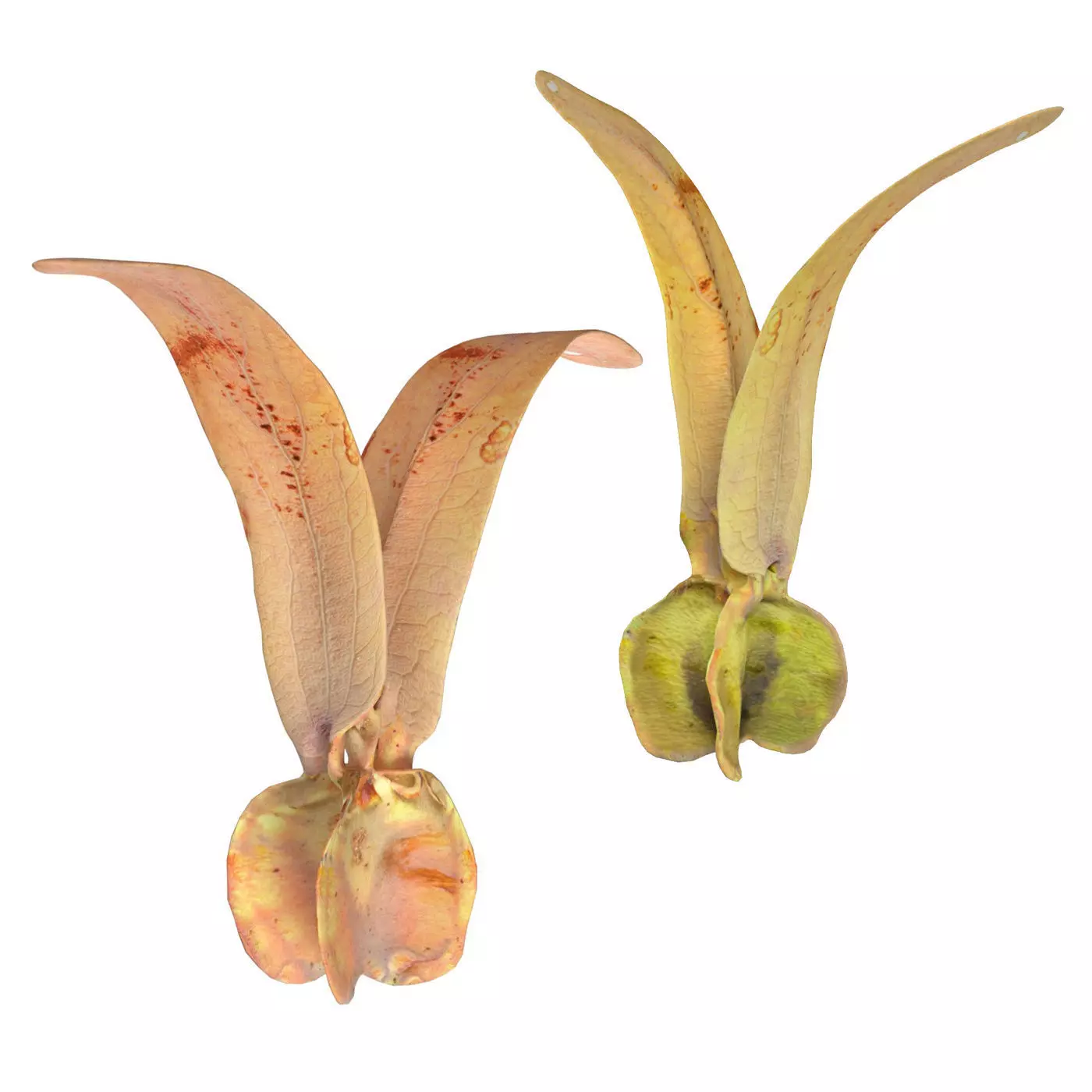 Flying Seed Diptocarpus alatus Low-poly 3D model