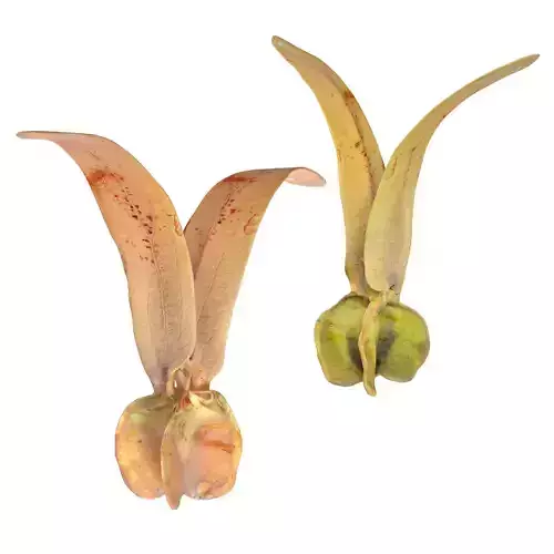 Flying Seed Diptocarpus alatus   Low-poly 3D model