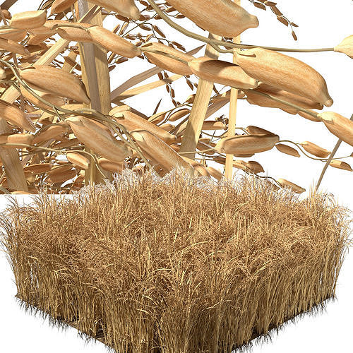 Dried field section   Low-poly 3D model