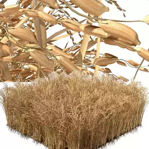 Dried field section   Low-poly 3D model