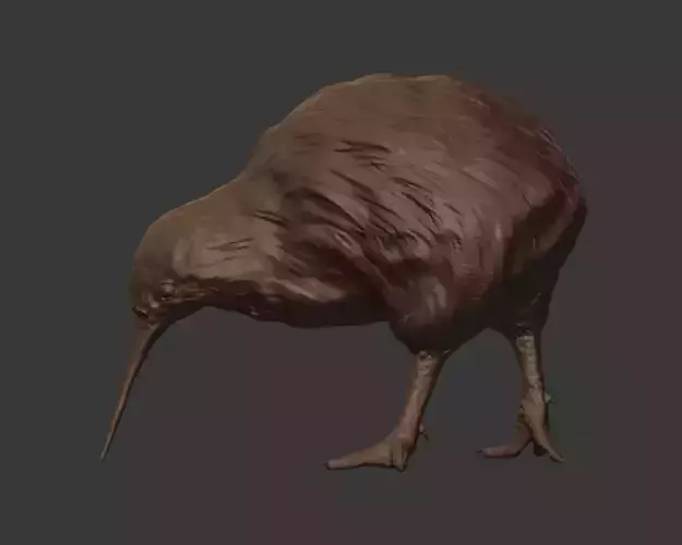 Kiwi Bird for Printing