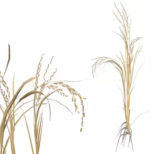 dried rice stalk  Low-poly 3D model