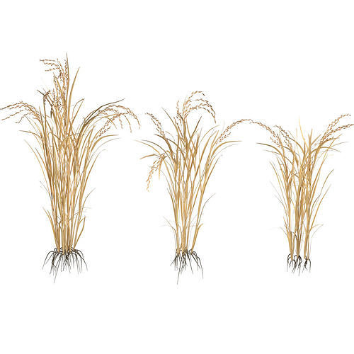 Dry rice bushes Low-poly 3D model